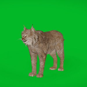 Canada Lynx
