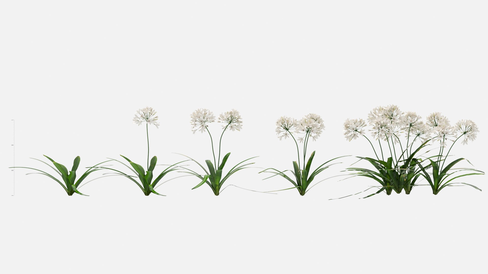 3D Agapanthus Flower https://p.turbosquid.com/ts-thumb/nC/3TyV80/BP/agapanthus_flower2/jpg/1660872957/1920x1080/fit_q87/6c81a6cd12455bcbfdd56354a6551fc2fa6d6888/agapanthus_flower2.jpg