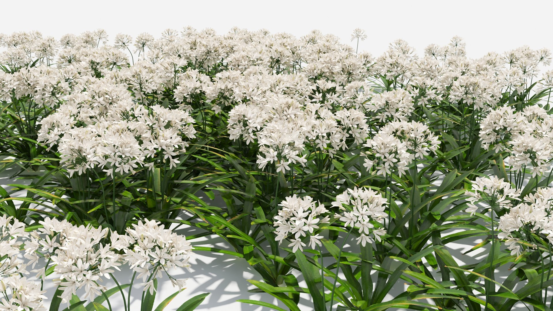 3D Agapanthus Flower https://p.turbosquid.com/ts-thumb/nC/3TyV80/Q7/agapanthus_flower9/jpg/1660872963/1920x1080/fit_q87/fcd71163cf62d2fb2d9d47a59c8e5be1c673d091/agapanthus_flower9.jpg