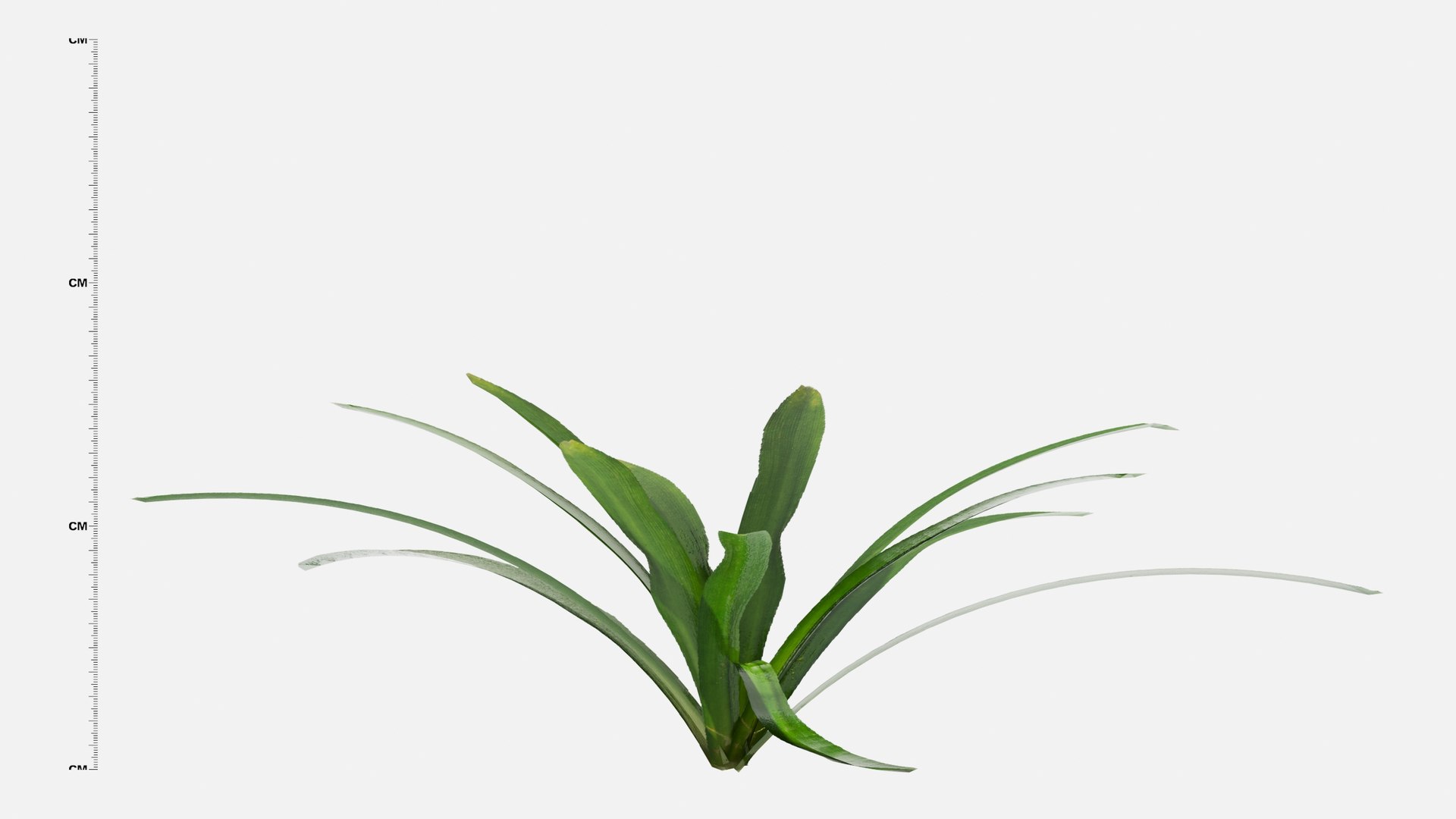 3D Agapanthus Flower https://p.turbosquid.com/ts-thumb/nC/3TyV80/Qk/agapanthus_flower3/jpg/1660872958/1920x1080/fit_q87/275b6e2b315fce861af393f89c19e36df8004d49/agapanthus_flower3.jpg