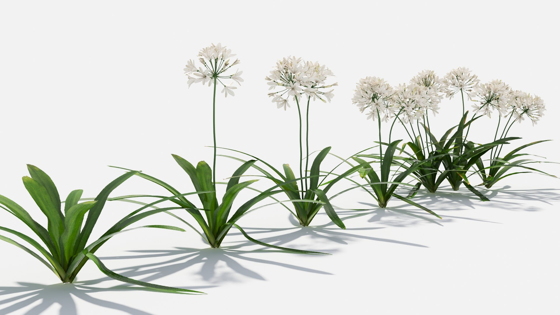 3D Agapanthus Flower https://p.turbosquid.com/ts-thumb/nC/3TyV80/TA/agapanthus_flower8/jpg/1660872961/1920x1080/fit_q87/bc5761505c4c52c76ad8564a1fab12eefe9d72d2/agapanthus_flower8.jpg