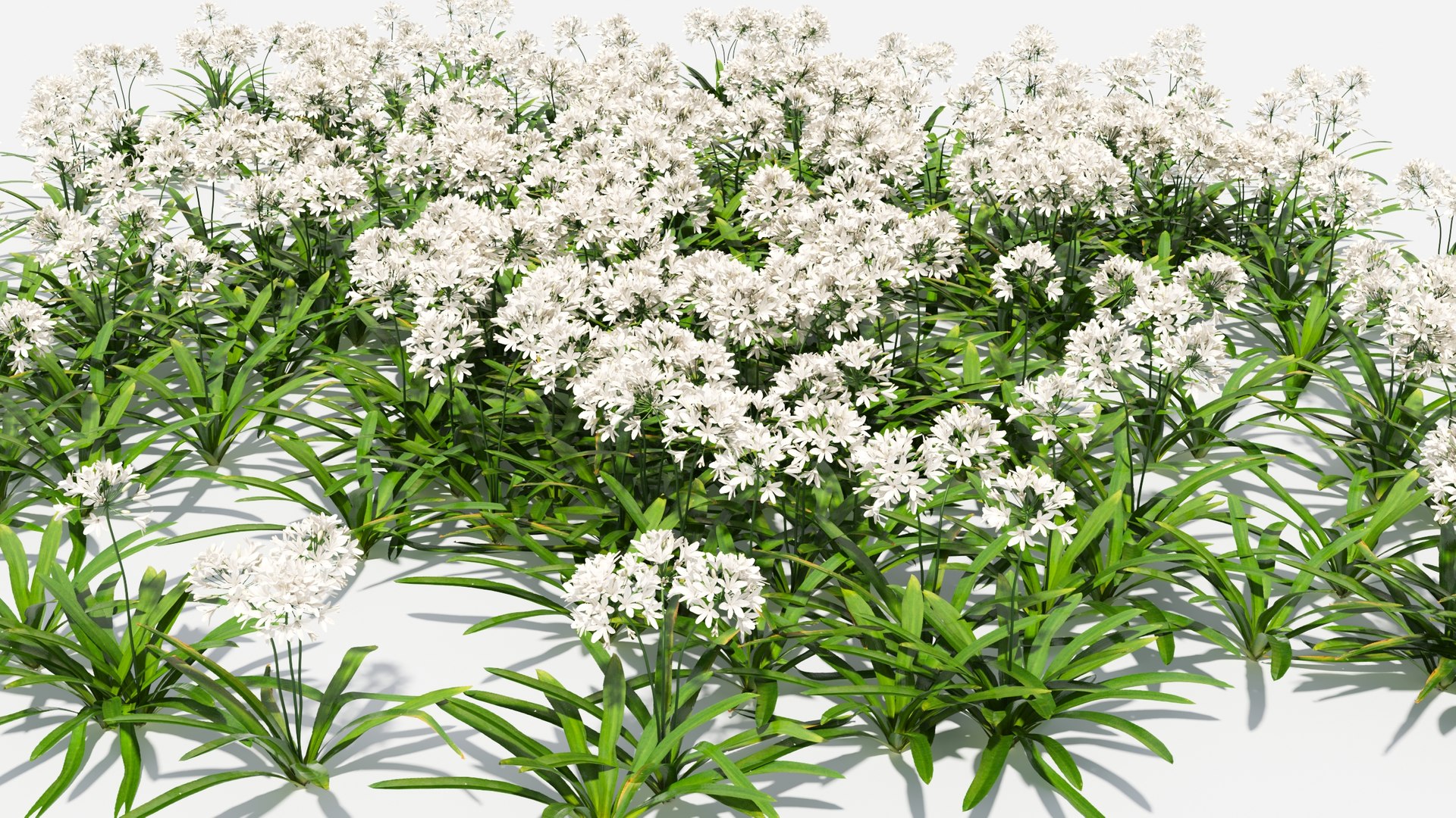 3D Agapanthus Flower https://p.turbosquid.com/ts-thumb/nC/3TyV80/aD/agapanthus_flower10/jpg/1660872962/1920x1080/fit_q87/9e0f7db7a195287cf01464ba7f9830a434581fda/agapanthus_flower10.jpg