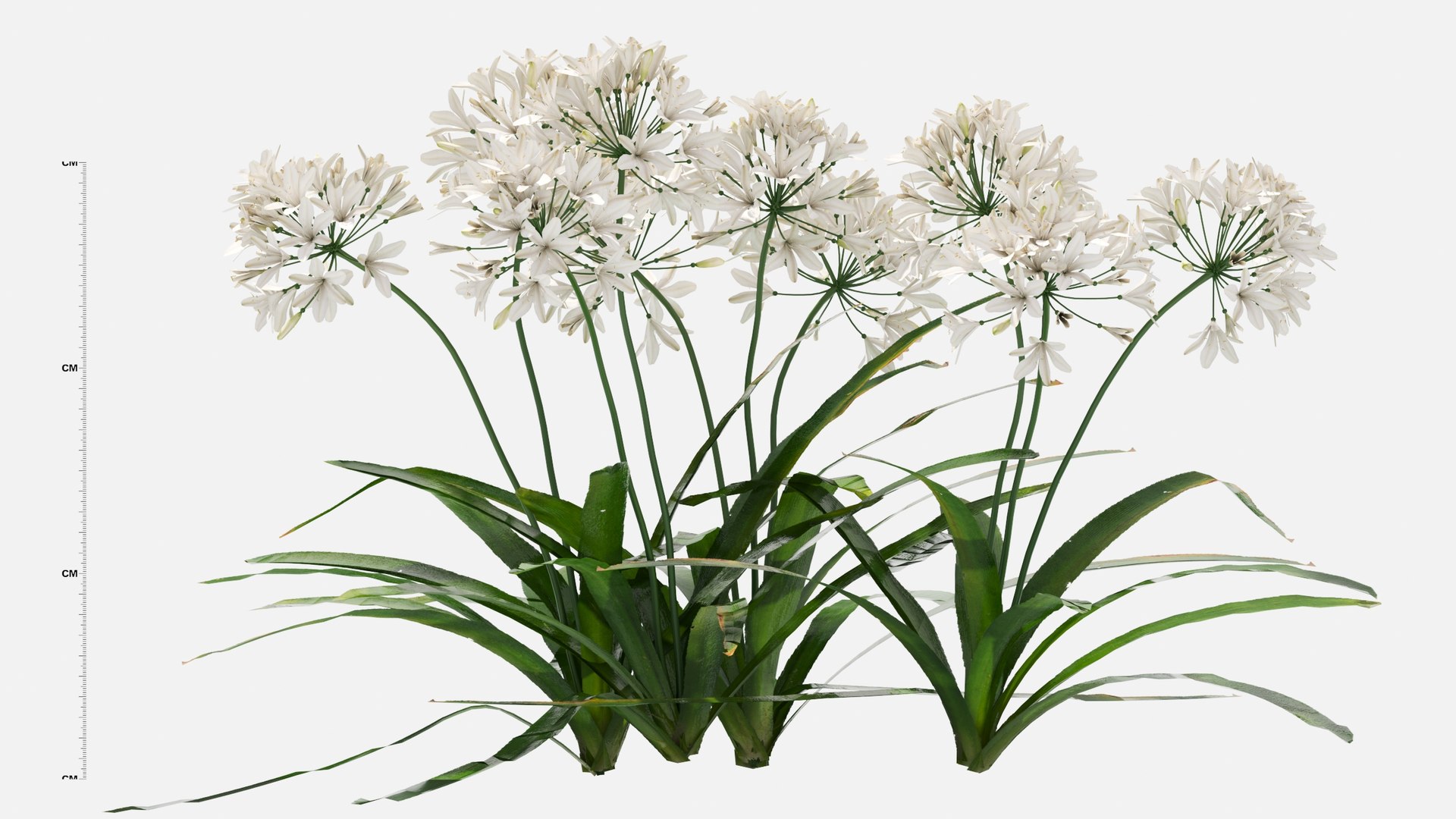 3D Agapanthus Flower https://p.turbosquid.com/ts-thumb/nC/3TyV80/dO/agapanthus_flower6/jpg/1660872961/1920x1080/fit_q87/131c64611152ac6c54e91a585e68a7a9677b6d43/agapanthus_flower6.jpg