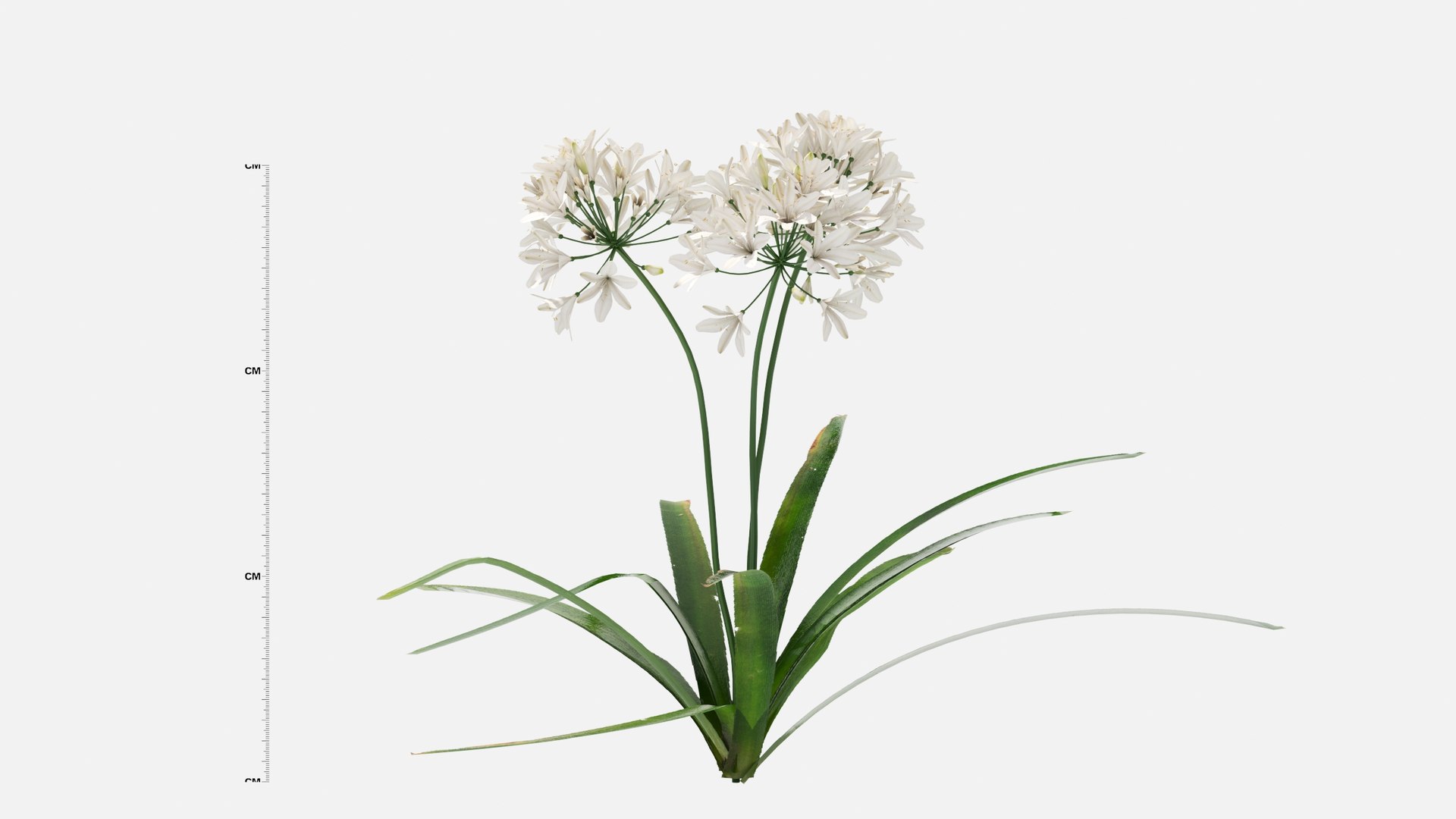 3D Agapanthus Flower https://p.turbosquid.com/ts-thumb/nC/3TyV80/mm/agapanthus_flower5/jpg/1660872959/1920x1080/fit_q87/58abe86c8f5560d7bc75a617f09937288b980148/agapanthus_flower5.jpg