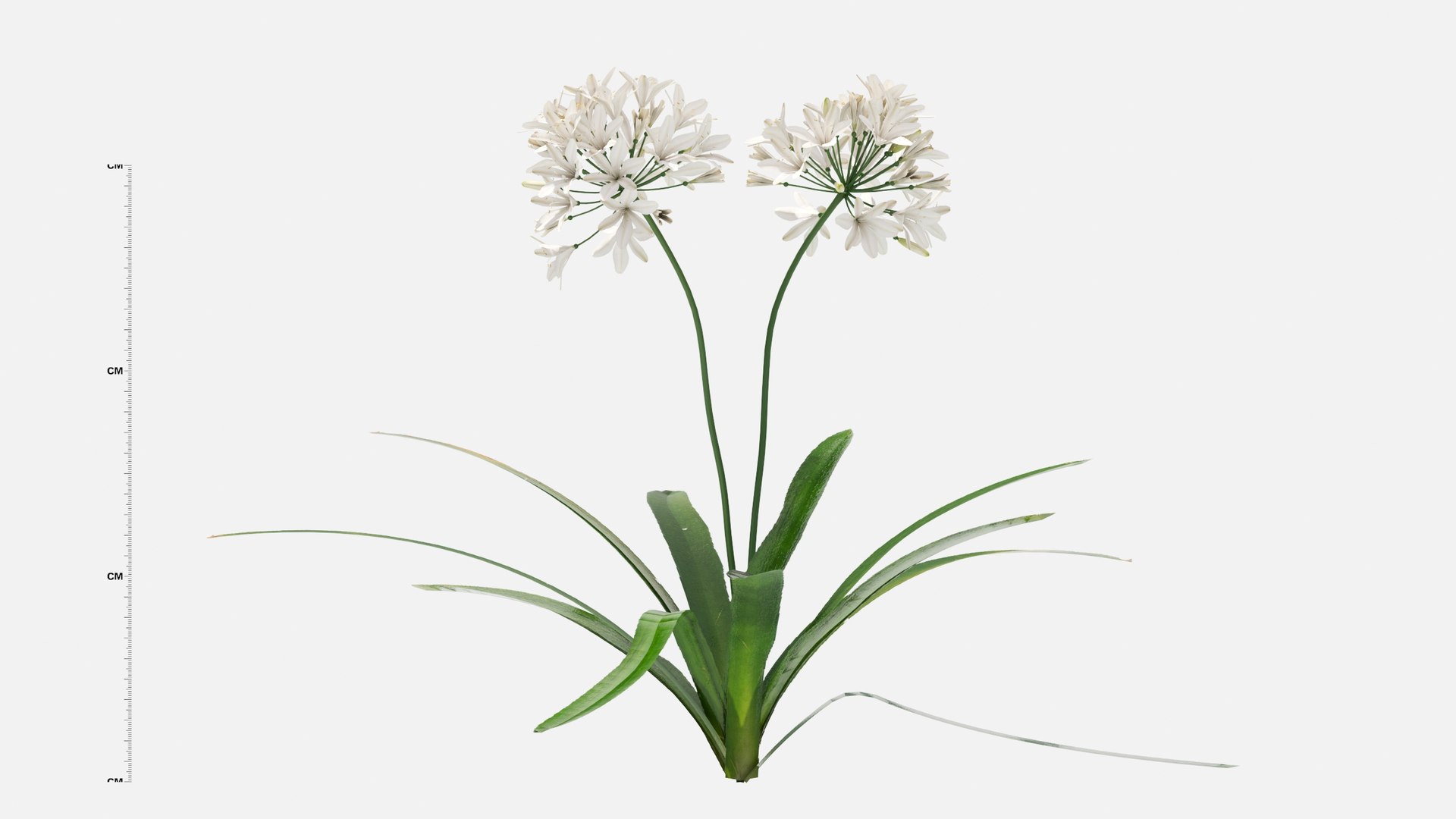 3D Agapanthus Flower https://p.turbosquid.com/ts-thumb/nC/3TyV80/vE/agapanthus_flower4/jpg/1660872957/1920x1080/fit_q87/e8b5bfe8a888d2a683ea3d1e56b708f0999e16d7/agapanthus_flower4.jpg