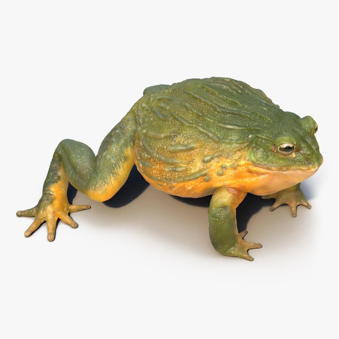 African Bullfrog 3D Model preview