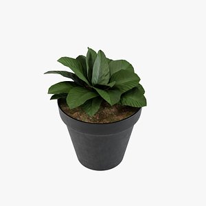 3D Plant 9 model