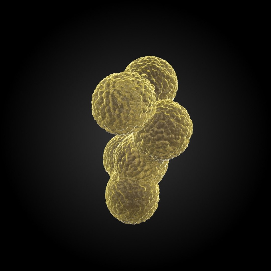 Microbes Micro Organisms 3d Model