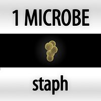 staph - staphylococcus aureus