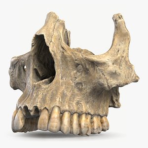 3D model Skull Fragment