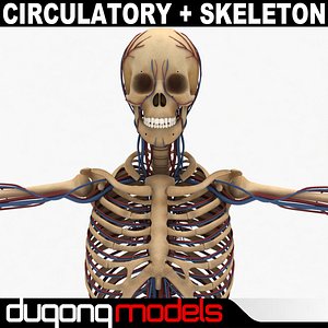 dugm01 human circulatory skeleton 3d model