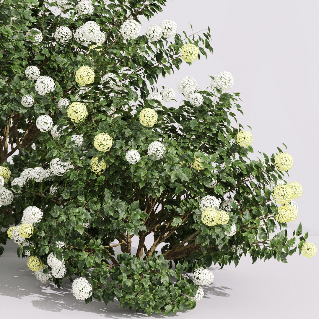 3D 4 Different 3D Models In The Scene Viburnum Macrocephalum Bush Viburnum Opulus Roseum Small