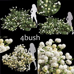 3D 4 Different 3D models in the scene Viburnum Macrocephalum Bush Viburnum Opulus Roseum Small