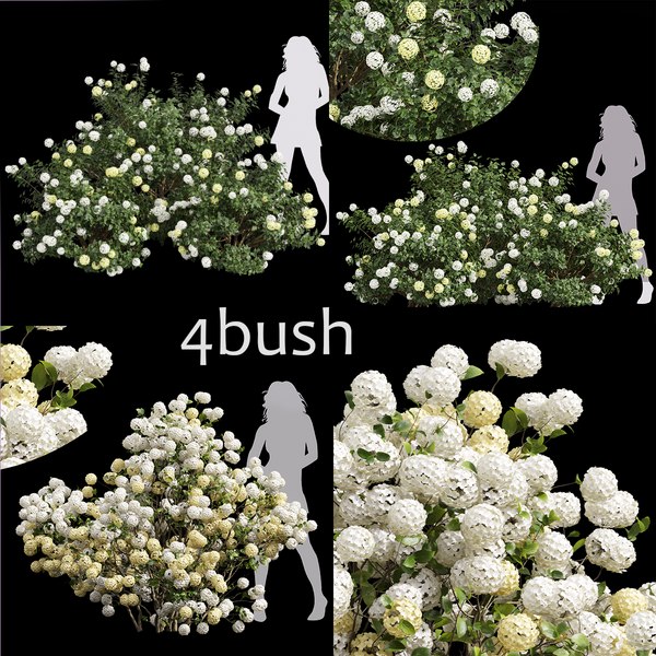 3D 4 Different 3D models in the scene Viburnum Macrocephalum Bush Viburnum Opulus Roseum Small