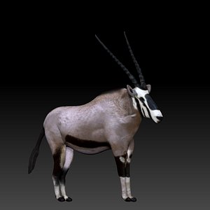 c4d gemsbok