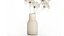 Ramo de flores secas, ramas de Heracleum mantis religiosa 551
