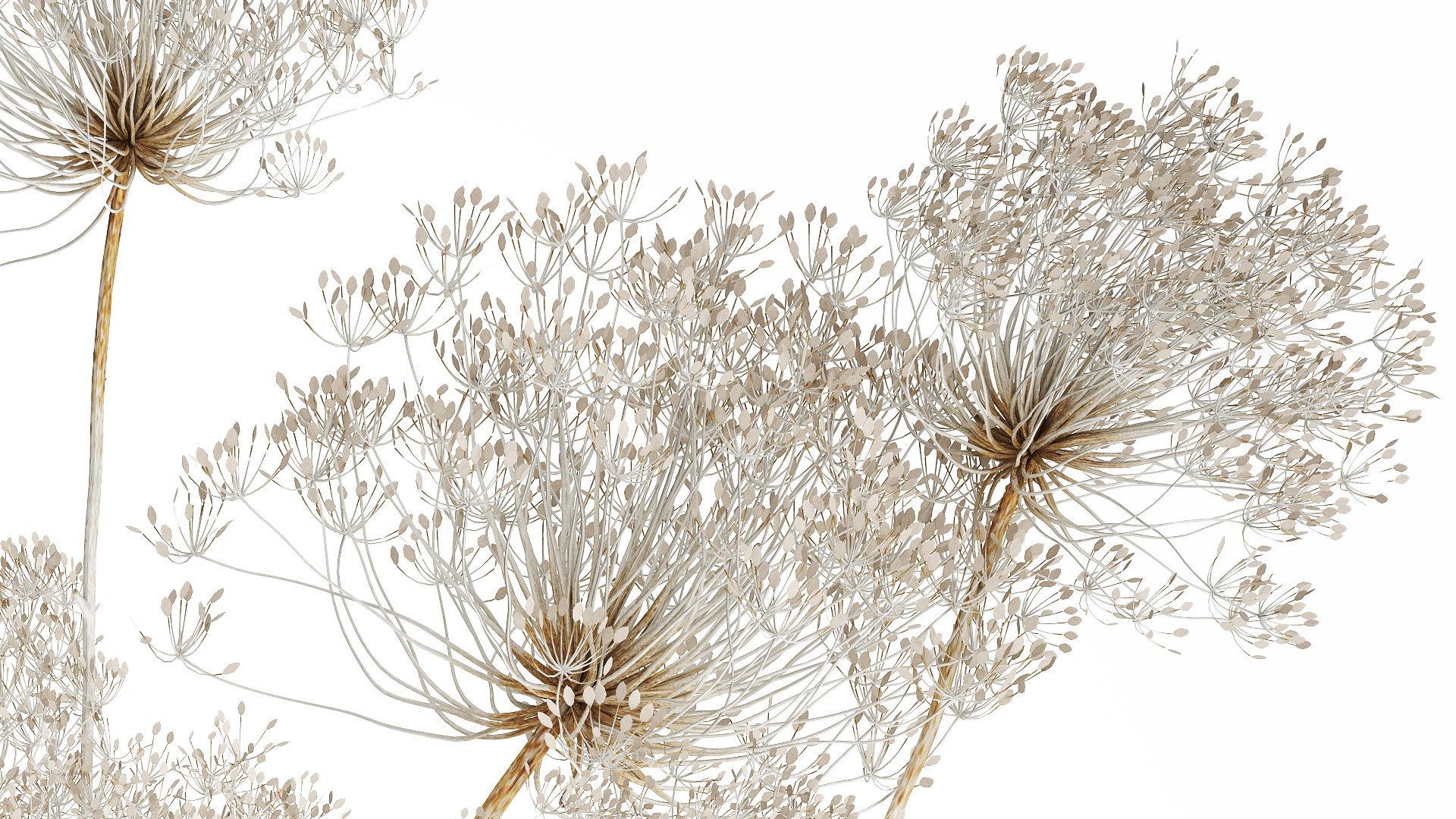 Bouquet dried flowers branches Heracleum hogweed 551 3D model https://p.turbosquid.com/ts-thumb/nC/WJkYLA/Wo/1bouquet160408/jpg/1745334745/1920x1080/fit_q87/f44ab013db52db1ede5eeee8d36b3c16157c0309/1bouquet160408.jpg