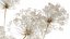 Ramo de flores secas, ramas de Heracleum mantis religiosa 551