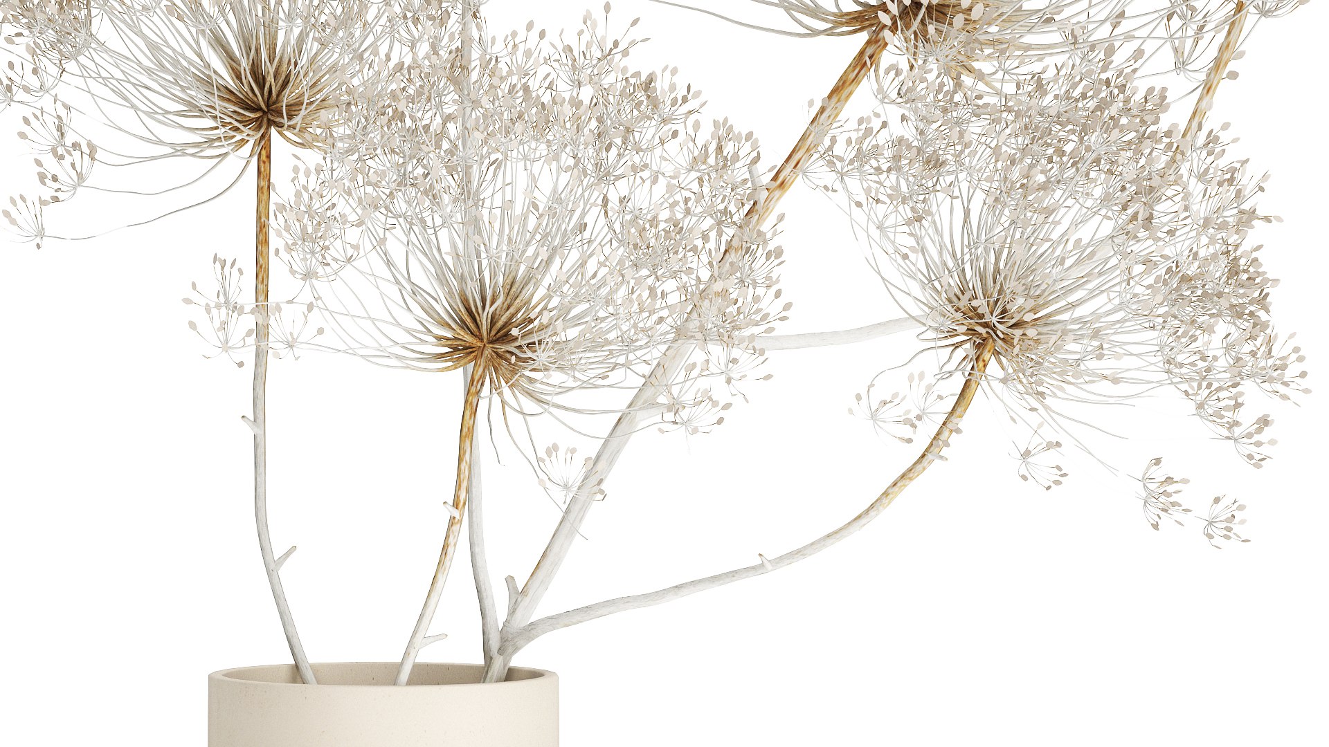 Bouquet dried flowers branches Heracleum hogweed 551 3D model https://p.turbosquid.com/ts-thumb/nC/WJkYLA/mu/1bouquet160405/jpg/1745334744/1920x1080/fit_q87/753636ab3983e0e58a50627d1e1b26daa334892e/1bouquet160405.jpg