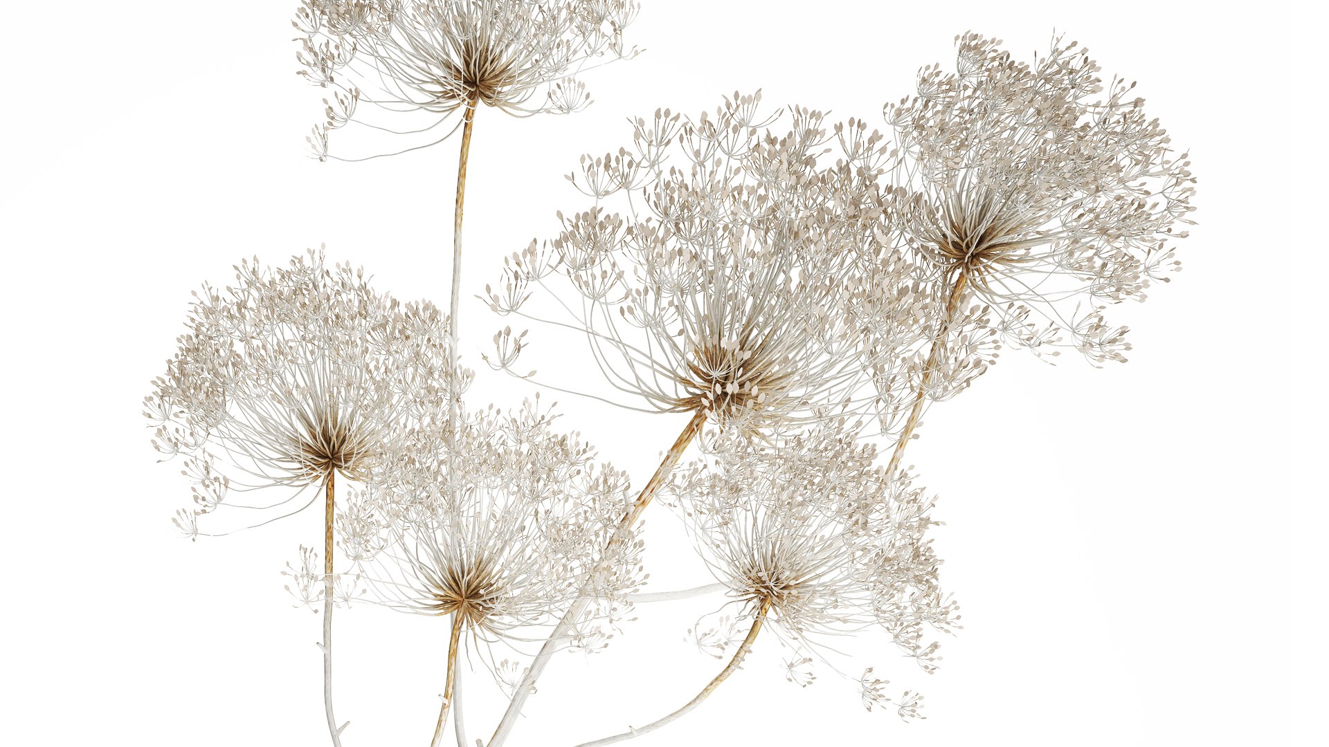 Bouquet dried flowers branches Heracleum hogweed 551 3D model https://p.turbosquid.com/ts-thumb/nC/WJkYLA/tB/1bouquet160404/jpg/1745334744/1920x1080/fit_q87/99635f20d235ce932c28571f8cde035192e71813/1bouquet160404.jpg