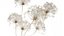 Ramo de flores secas, ramas de Heracleum mantis religiosa 551