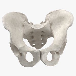human male pelvis sacrum 3D