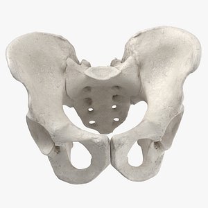 Real Human Male Pelvis Sacrum Ilium Oschium Pubic White 01(1)