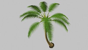 3d model cocos plant coconut