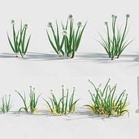 Allium cepa - Onion 3D model
