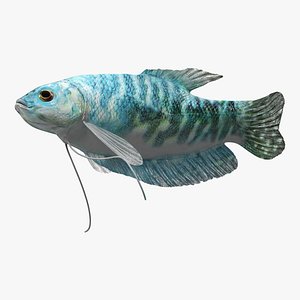 Blue Opaline Gourami Fish Rigged for Cinema 4D