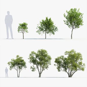 Olea europaea Common olive