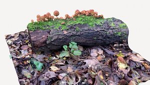 Autumn Mossy Log with Fungi growing 3D model