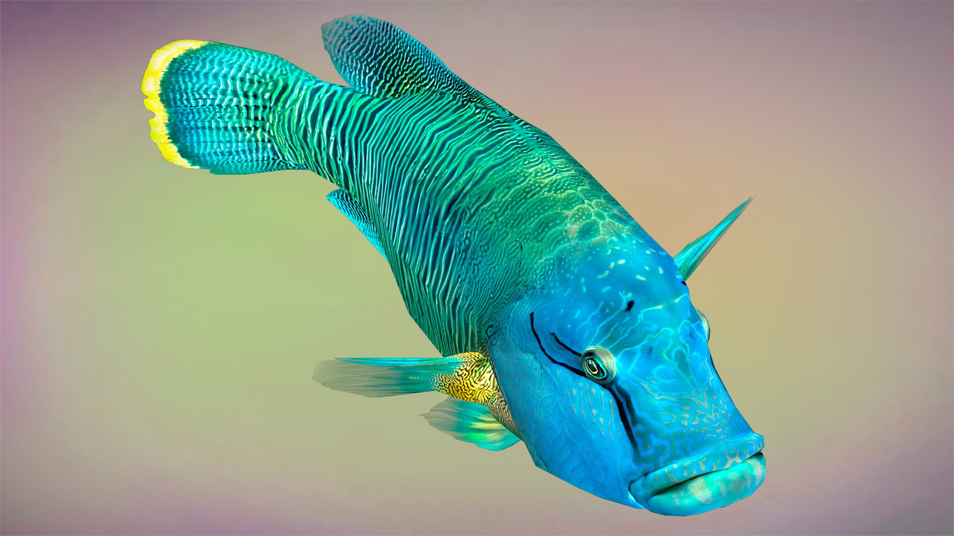 3D Fish Humphead Wrasse Low-poly 3D model https://p.turbosquid.com/ts-thumb/nD/bsteYJ/66/view_4/jpg/1653941463/1920x1080/fit_q87/cd24f879fee10dfe6e2d50ae39140bf7d6af302e/view_4.jpg