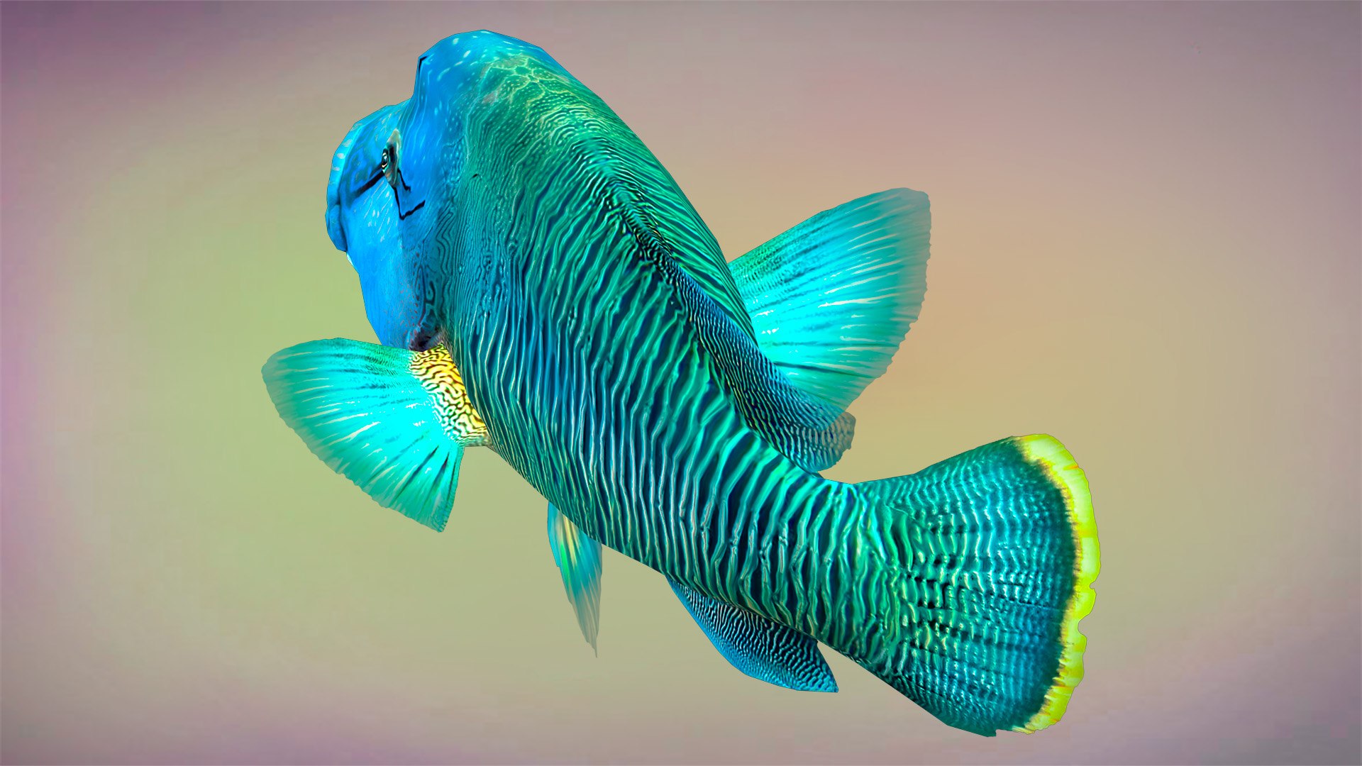 3D Fish Humphead Wrasse Low-poly 3D model https://p.turbosquid.com/ts-thumb/nD/bsteYJ/7U/view_3/jpg/1653941463/1920x1080/fit_q87/da914c09f2188cecc9b77499f971a3a90782b77c/view_3.jpg