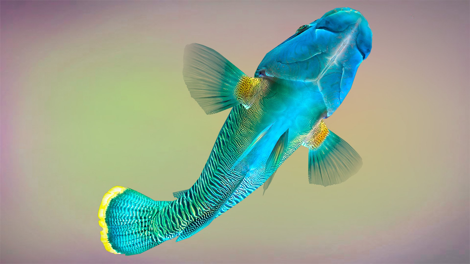 3D Fish Humphead Wrasse Low-poly 3D model https://p.turbosquid.com/ts-thumb/nD/bsteYJ/CY/view_5/jpg/1653941463/1920x1080/fit_q87/5eef11192b4592ecff65dedd4e61ca8e6632ce06/view_5.jpg