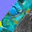 Fish Humphead Wrasse or Napoleonfish Low-poly