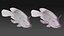 Fish Humphead Wrasse or Napoleonfish Low-poly