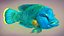 Fish Humphead Wrasse or Napoleonfish Low-poly