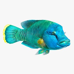 Fish Humphead Wrasse or Napoleonfish Low-poly