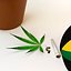 Cannabis sativa