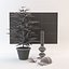 Cannabis sativa