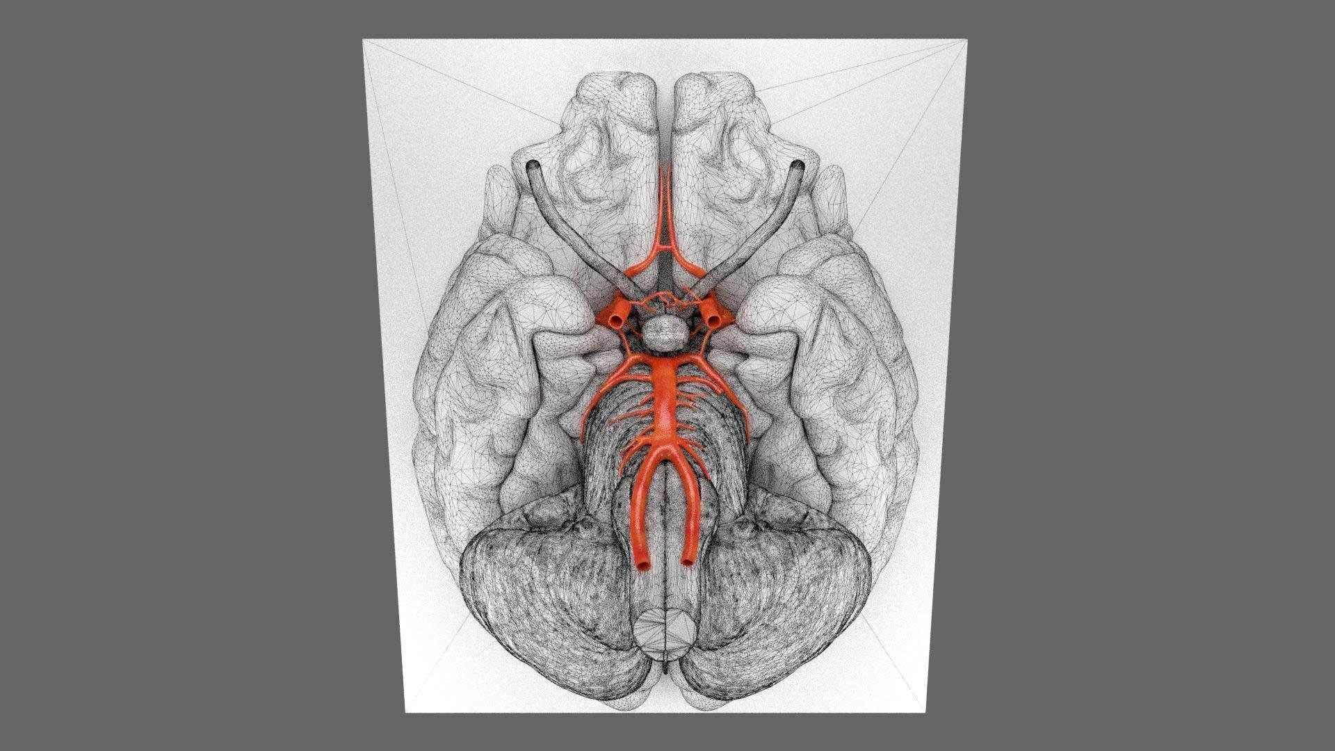 3D CIRCLE OF WILLIS 3D Model - TurboSquid 2046081