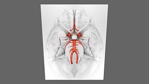 CIRCLE OF WILLIS 3D model