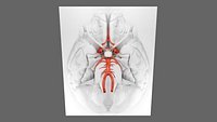 CIRCLE OF WILLIS 3D model