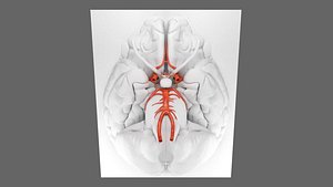 CIRCLE OF WILLIS 3D model