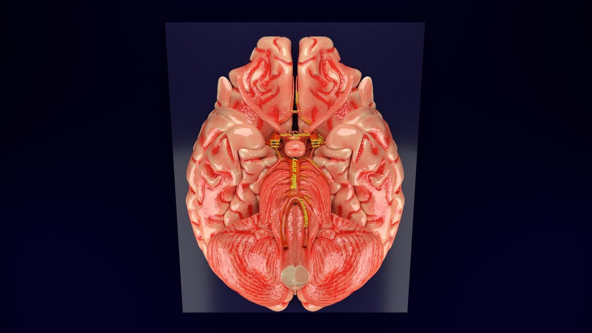 3D CIRCLE OF WILLIS 3D Model - TurboSquid 2046081