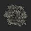 lime tree 3d max