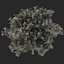lime tree 3d max