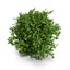 lime tree 3d max