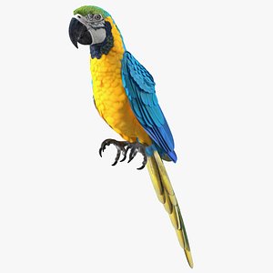 3D Blue and Yellow Macaw Parrot Rigged for Cinema 4D model